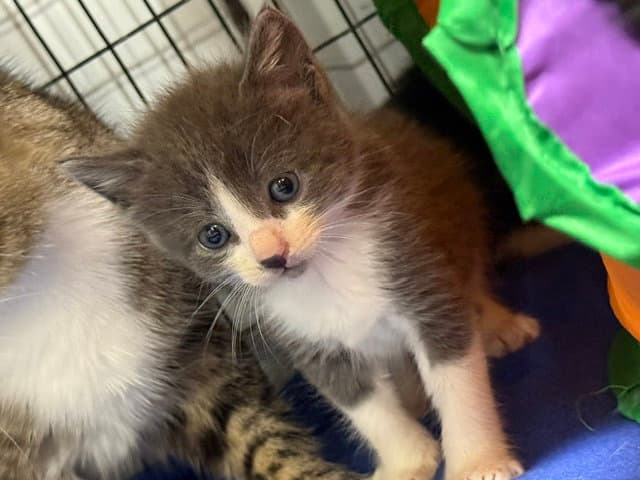 Safari Available Est - Domestic Short Hair