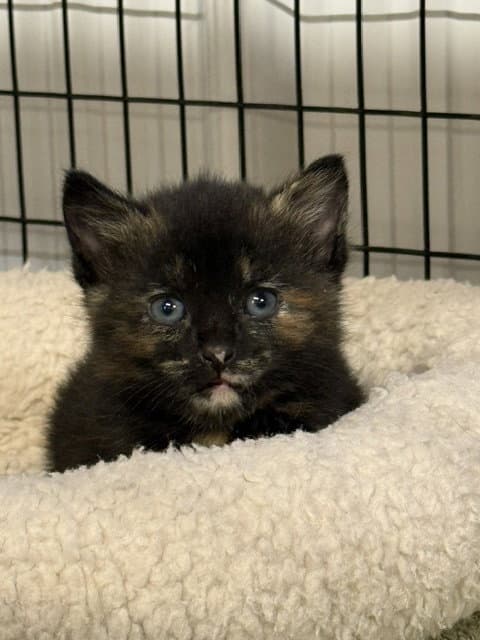 Firefox Available Est - Domestic Short Hair