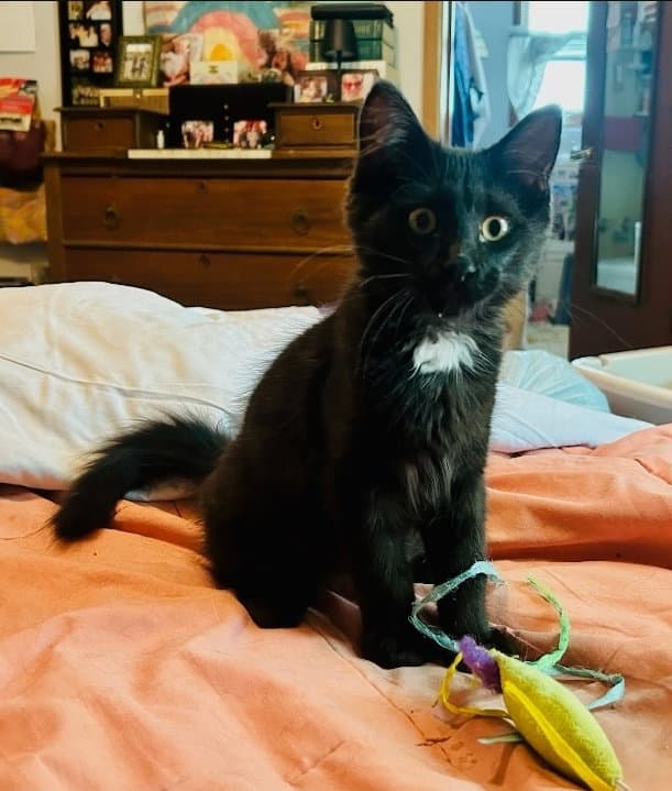 Moon Pie Available - Domestic Medium Hair