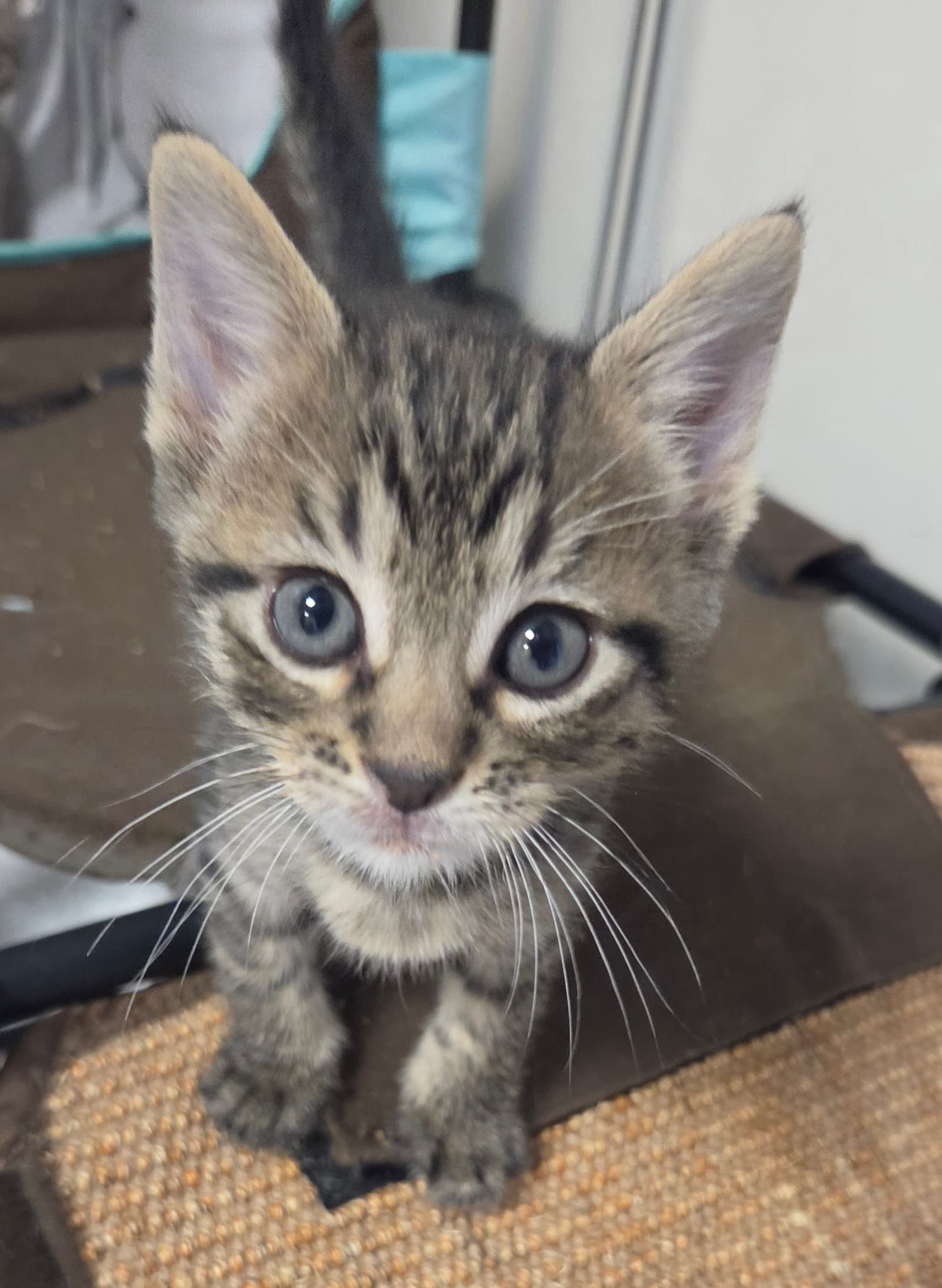 Oak Available - Domestic Short Hair