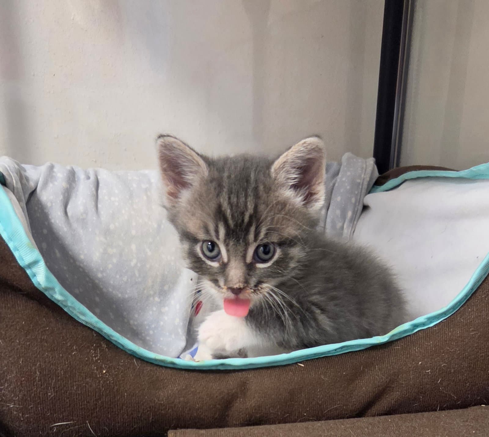 Cedar Available - Domestic Short Hair