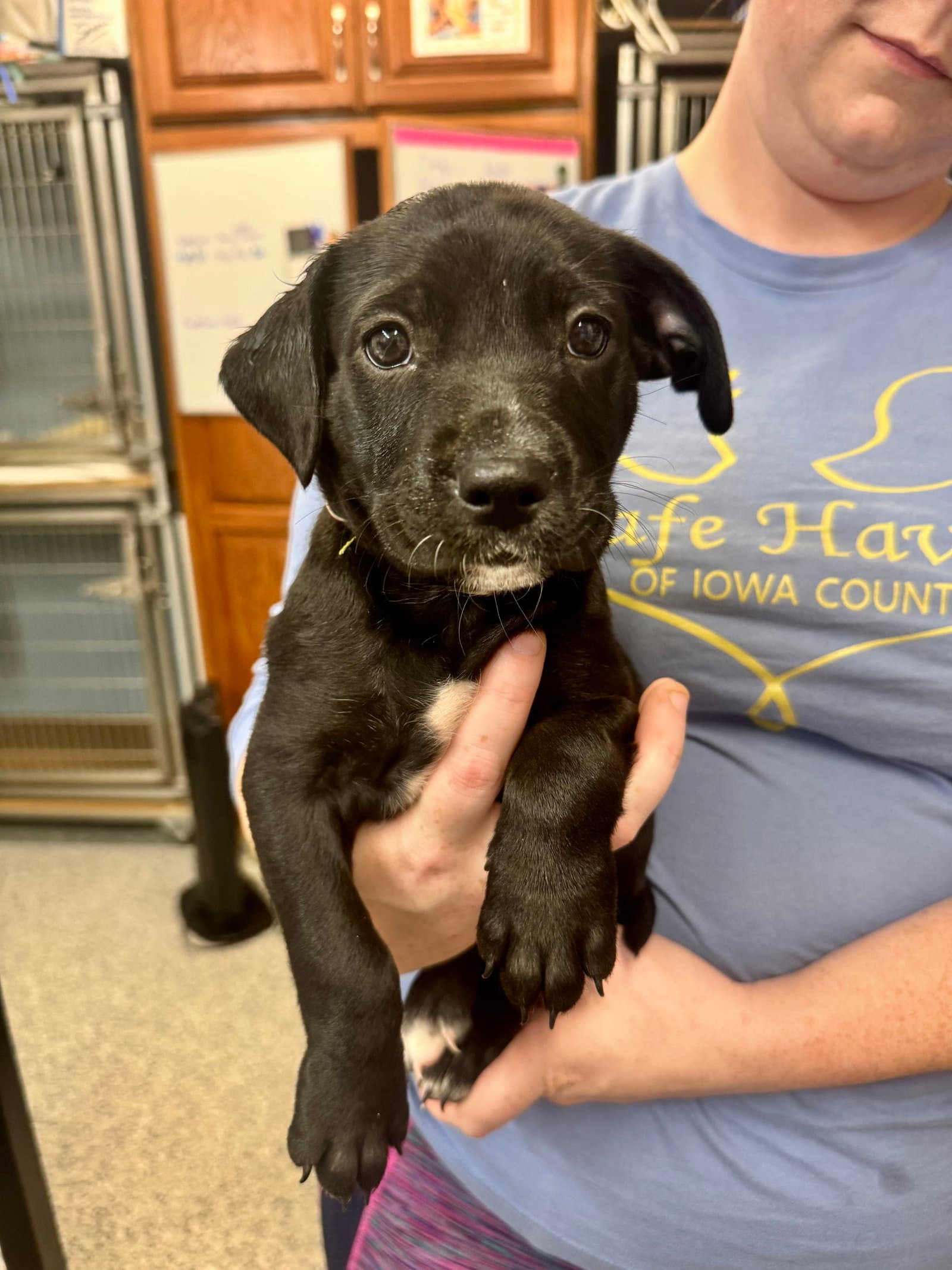 Freedom Available - Border Collie