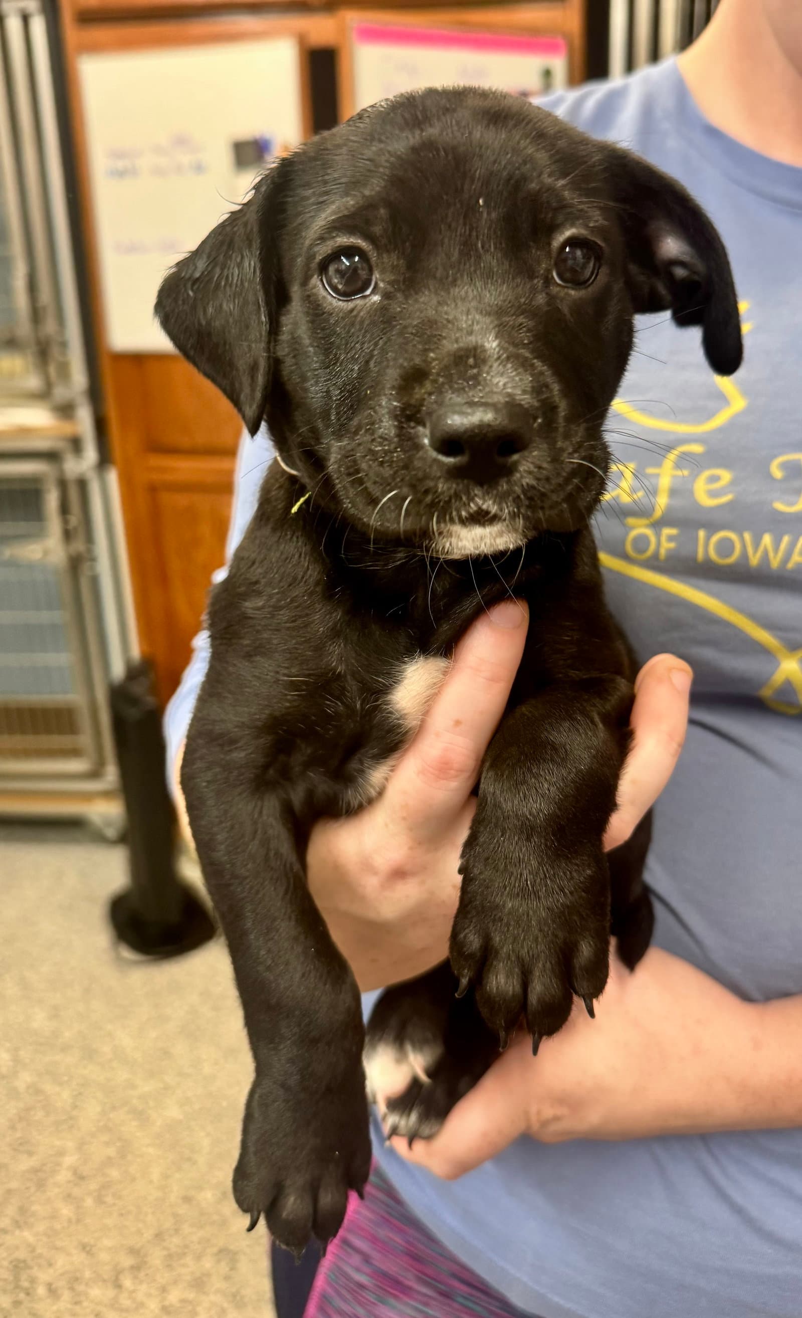 Freedom Available - Border Collie