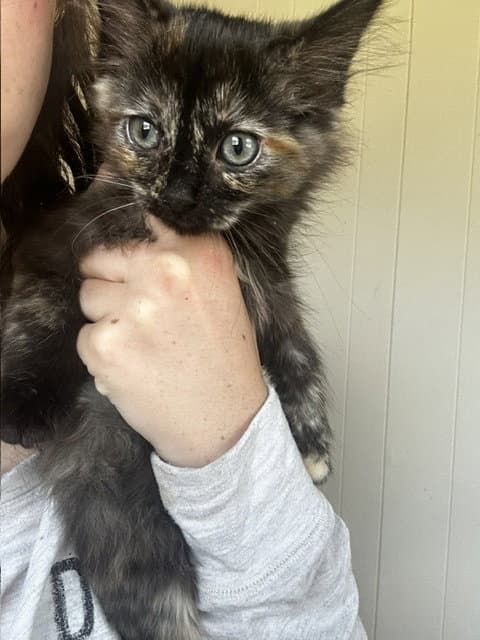 Snookie Available - Domestic Medium Hair