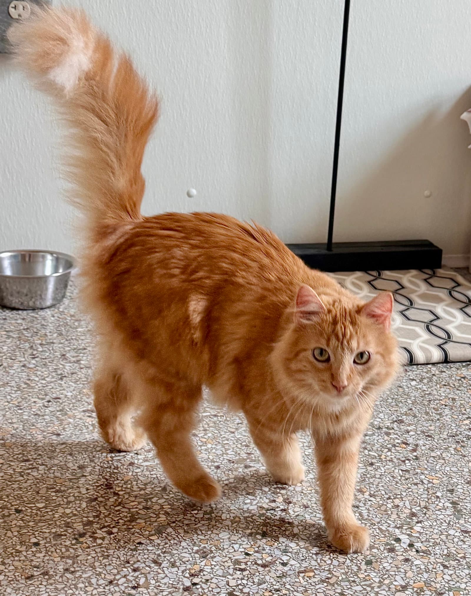 Creamsicle Delicious - Domestic Long Hair