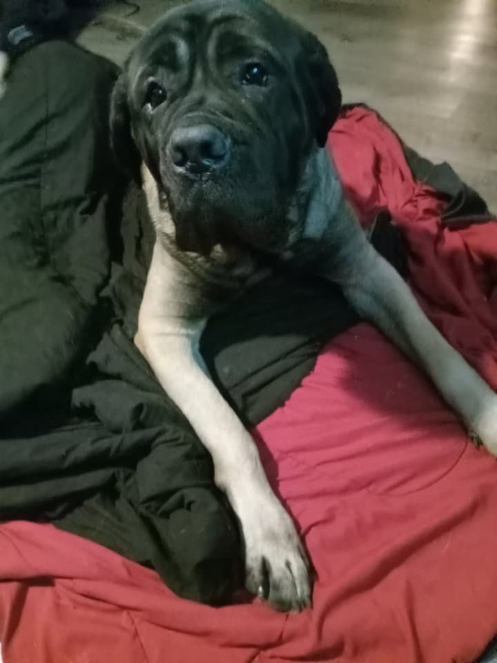Bear Courtesy Listing - English Mastiff