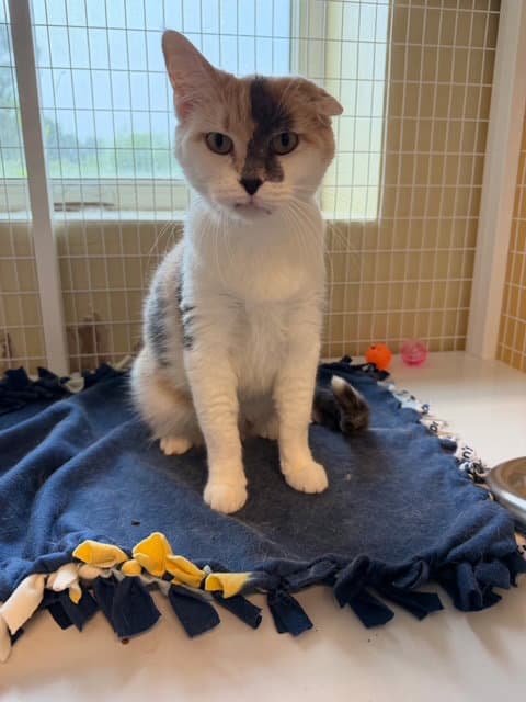 Sweet Pea - Domestic Short Hair