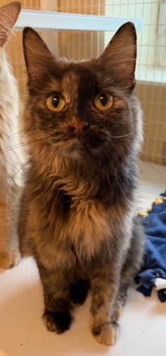 Brandy Available - Domestic Short Hair