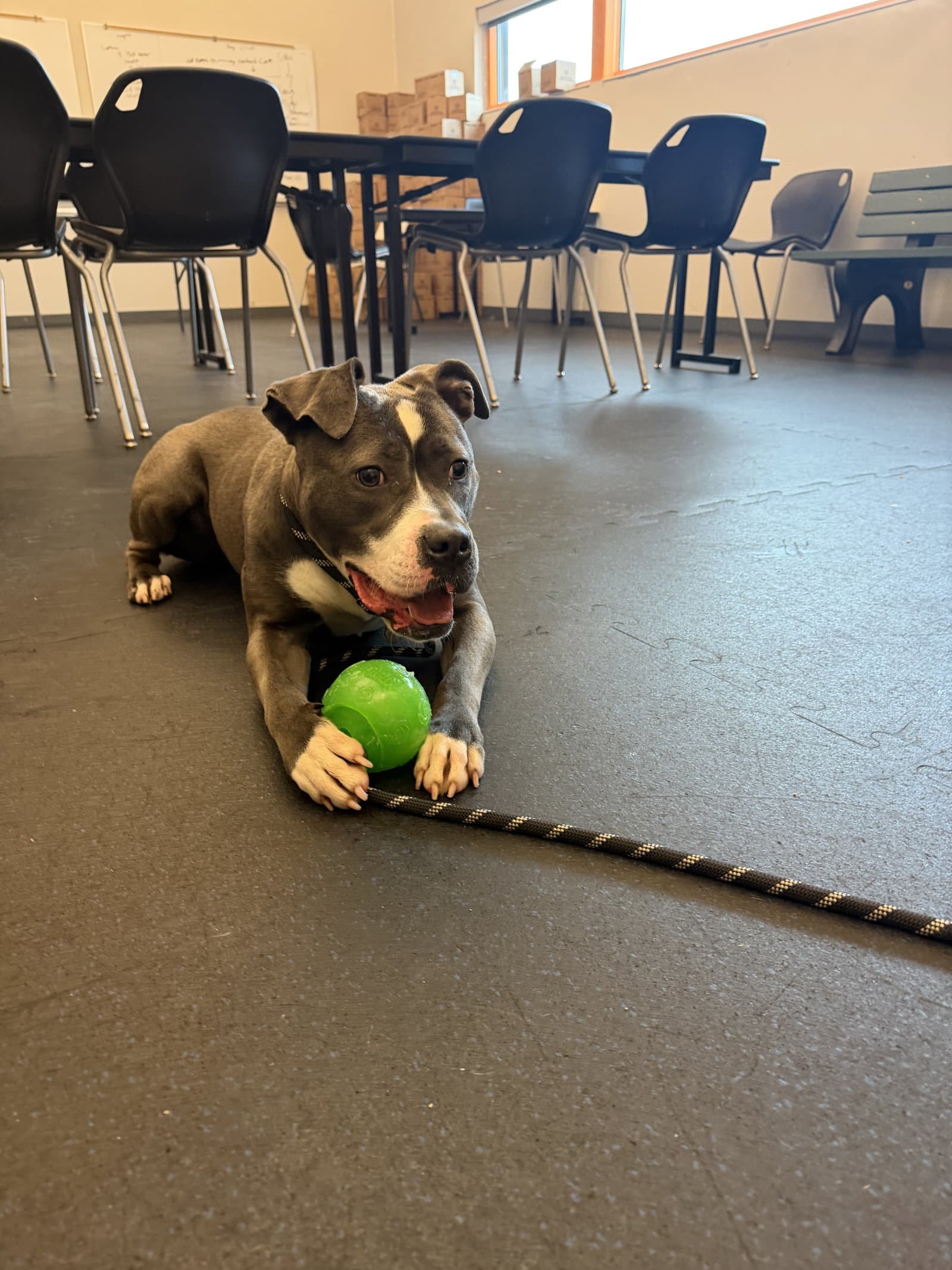 Minnie - Pit Bull Terrier