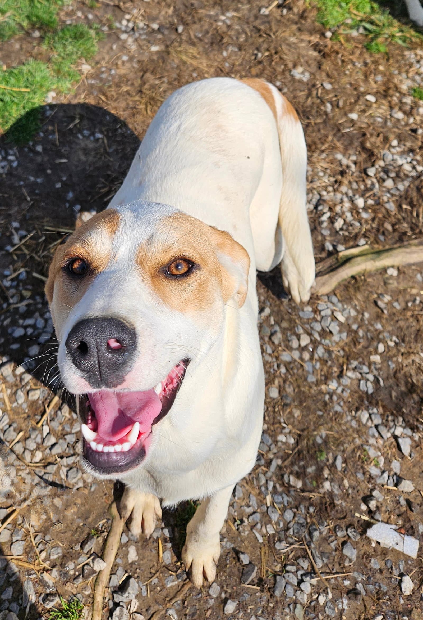 Lyra - Coonhound