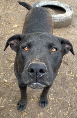 Max image 1