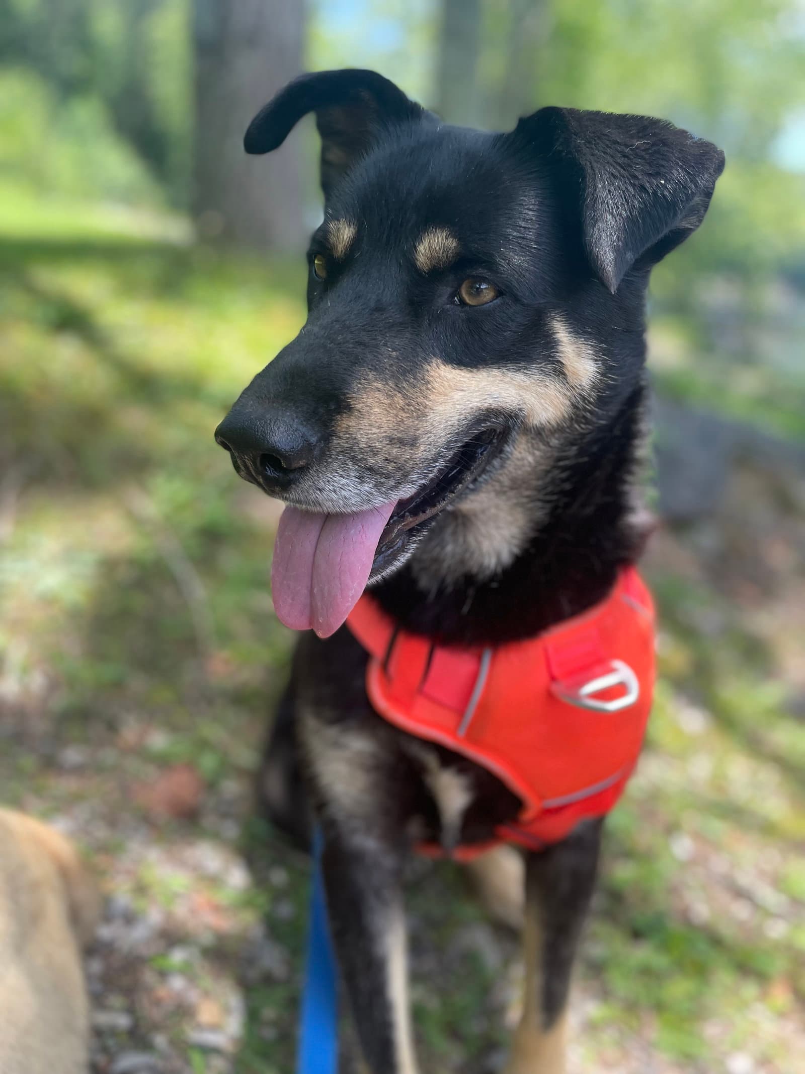 Howard - Husky