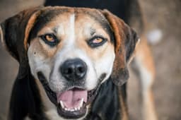 Roscoe image 1