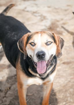 Roscoe image 2