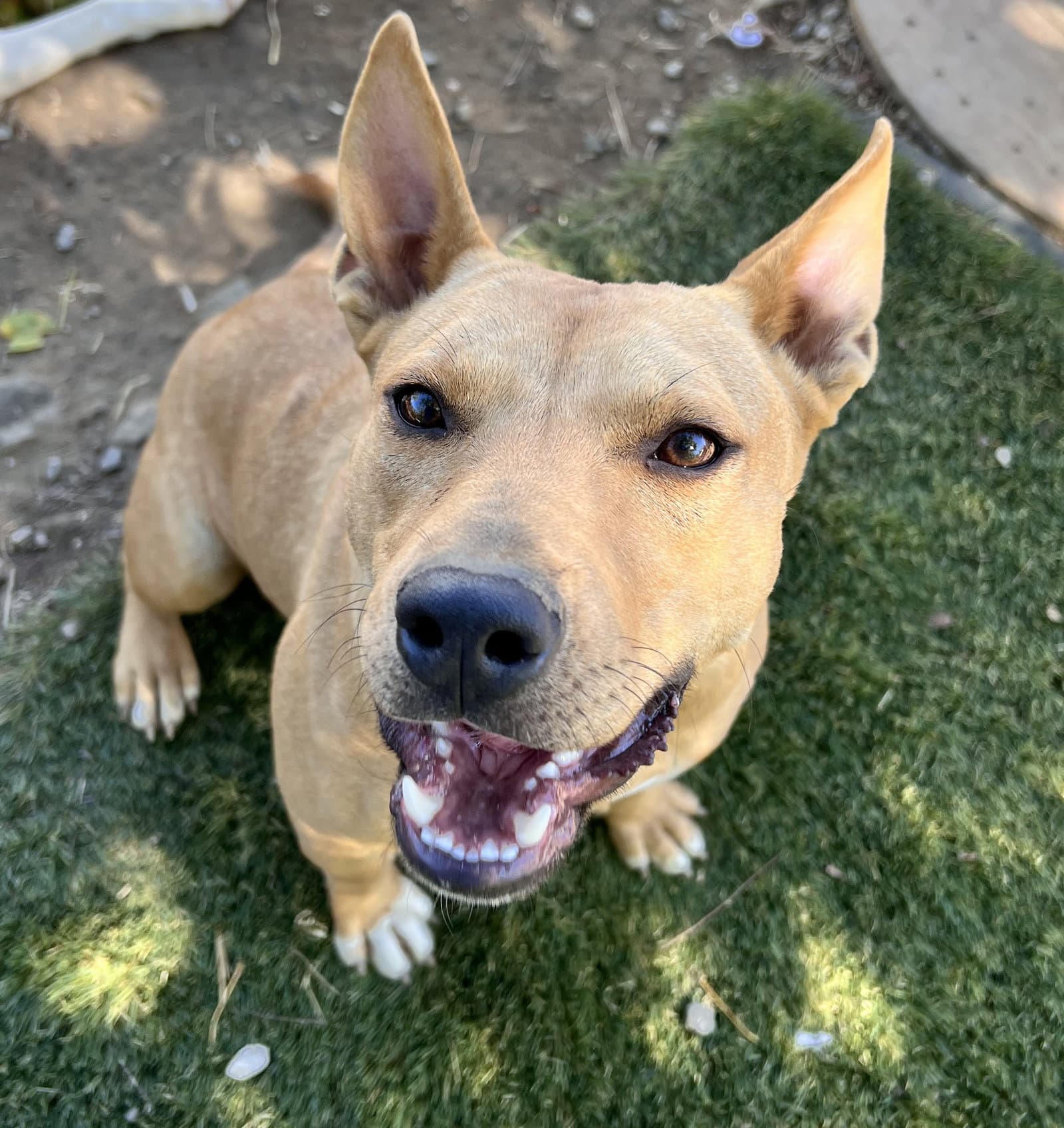 Daisy - Carolina Dog