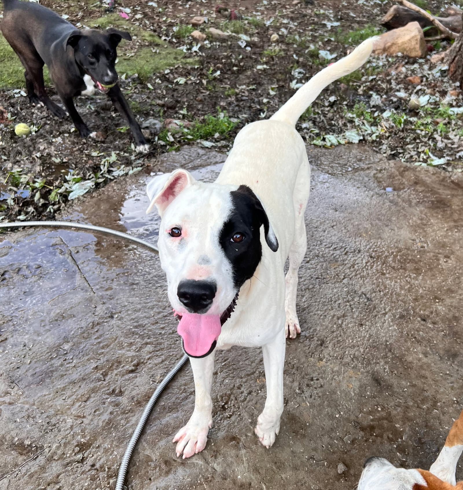 Gus - Staffordshire Bull Terrier