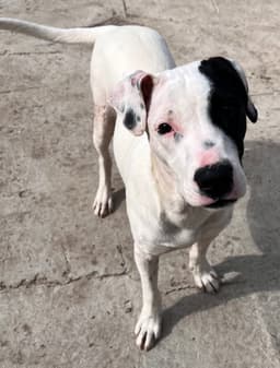 Gus image 3
