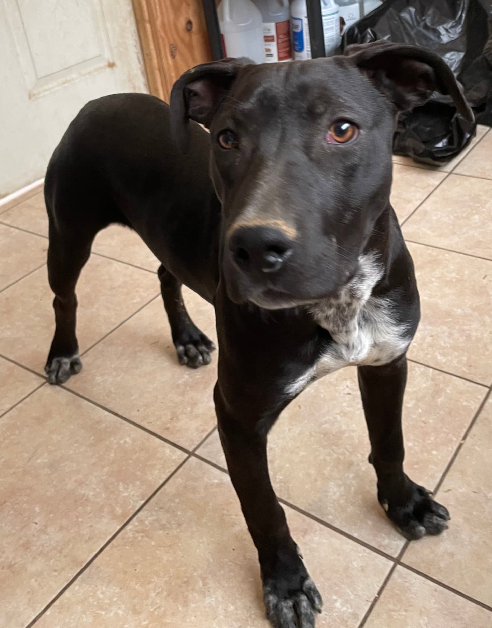 Lb - Staffordshire Bull Terrier