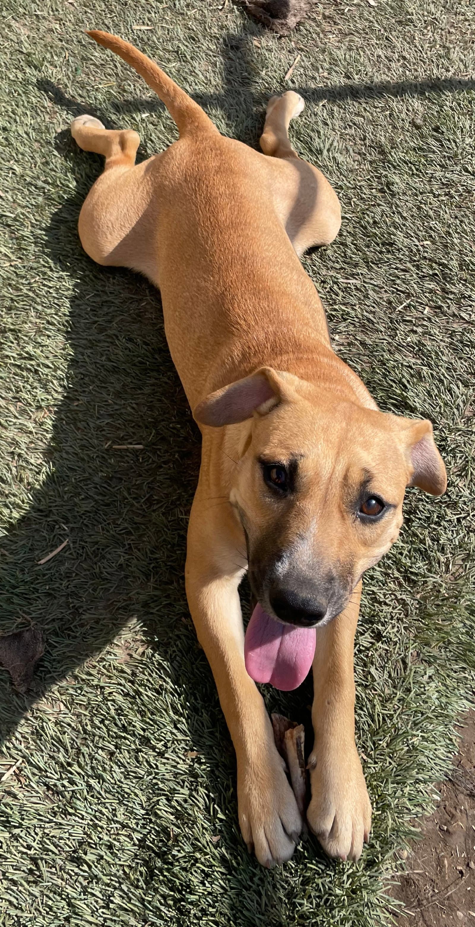 Timber - American Staffordshire Terrier