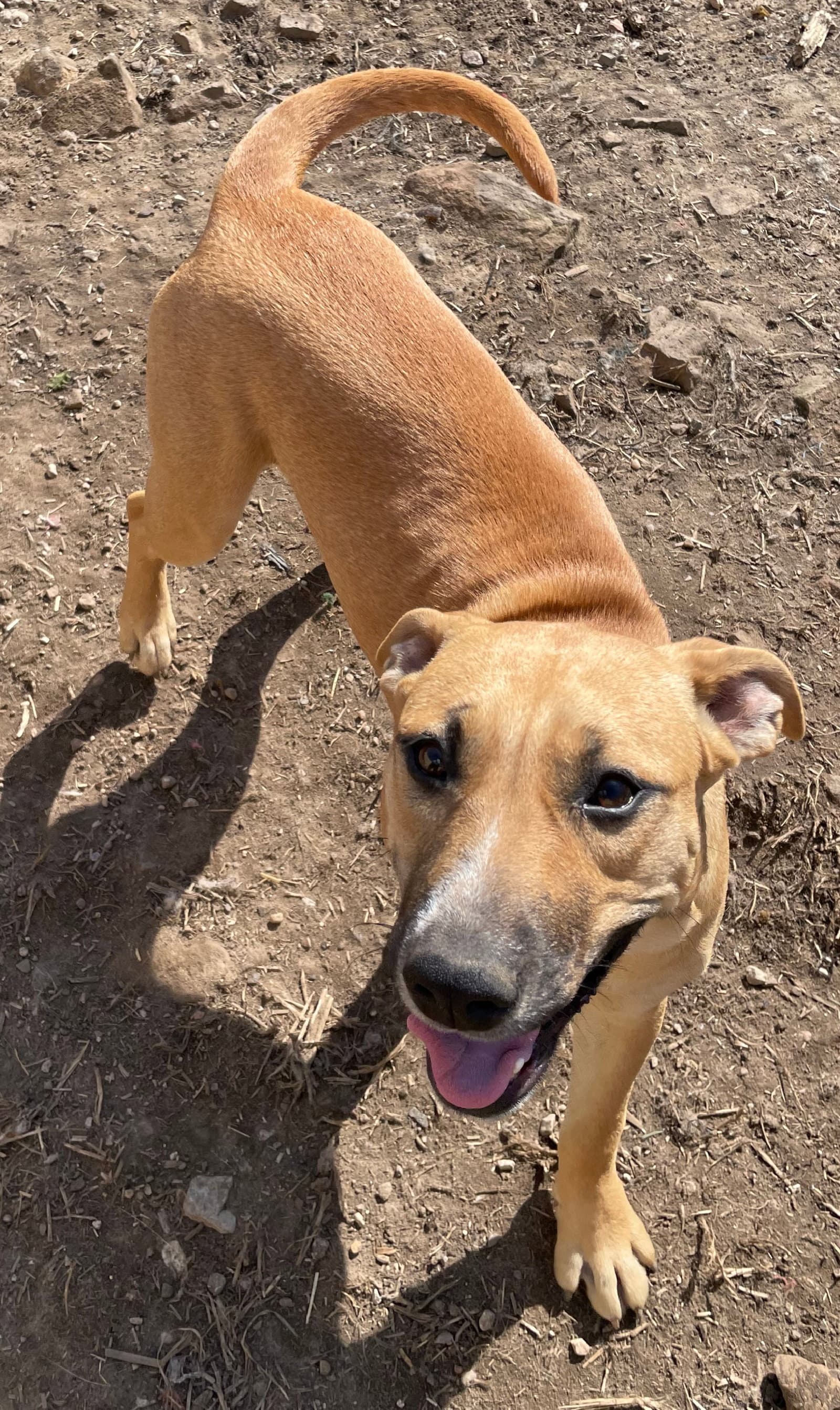 Timber - American Staffordshire Terrier