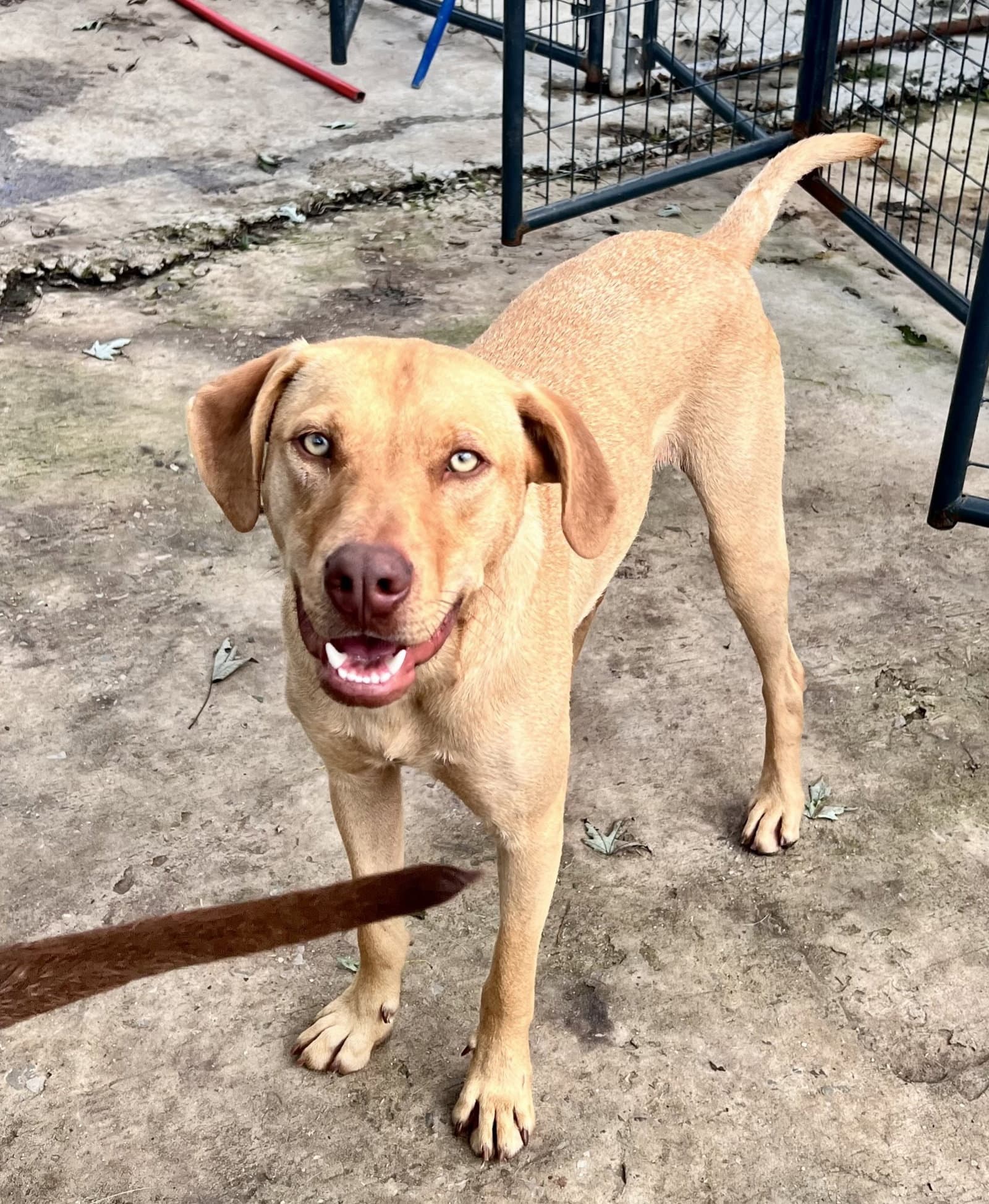 Woody - Labrador Retriever