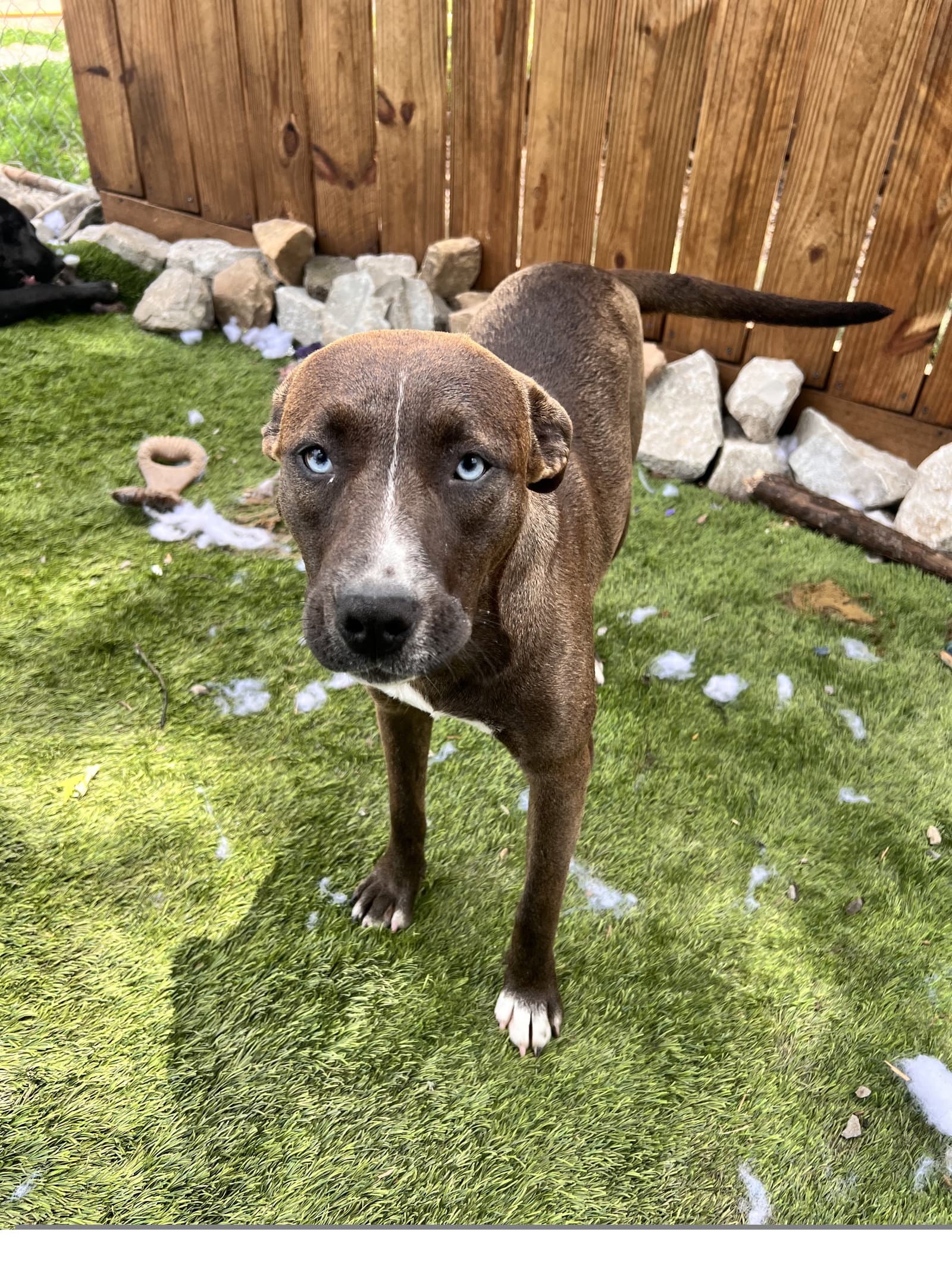 Trouble - American Staffordshire Terrier