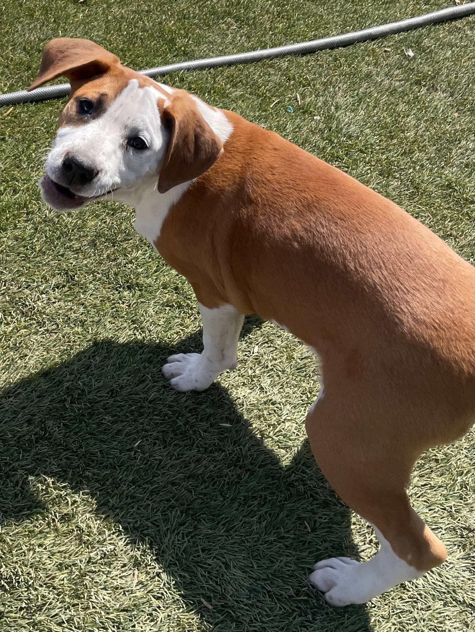 Frankie - Hound