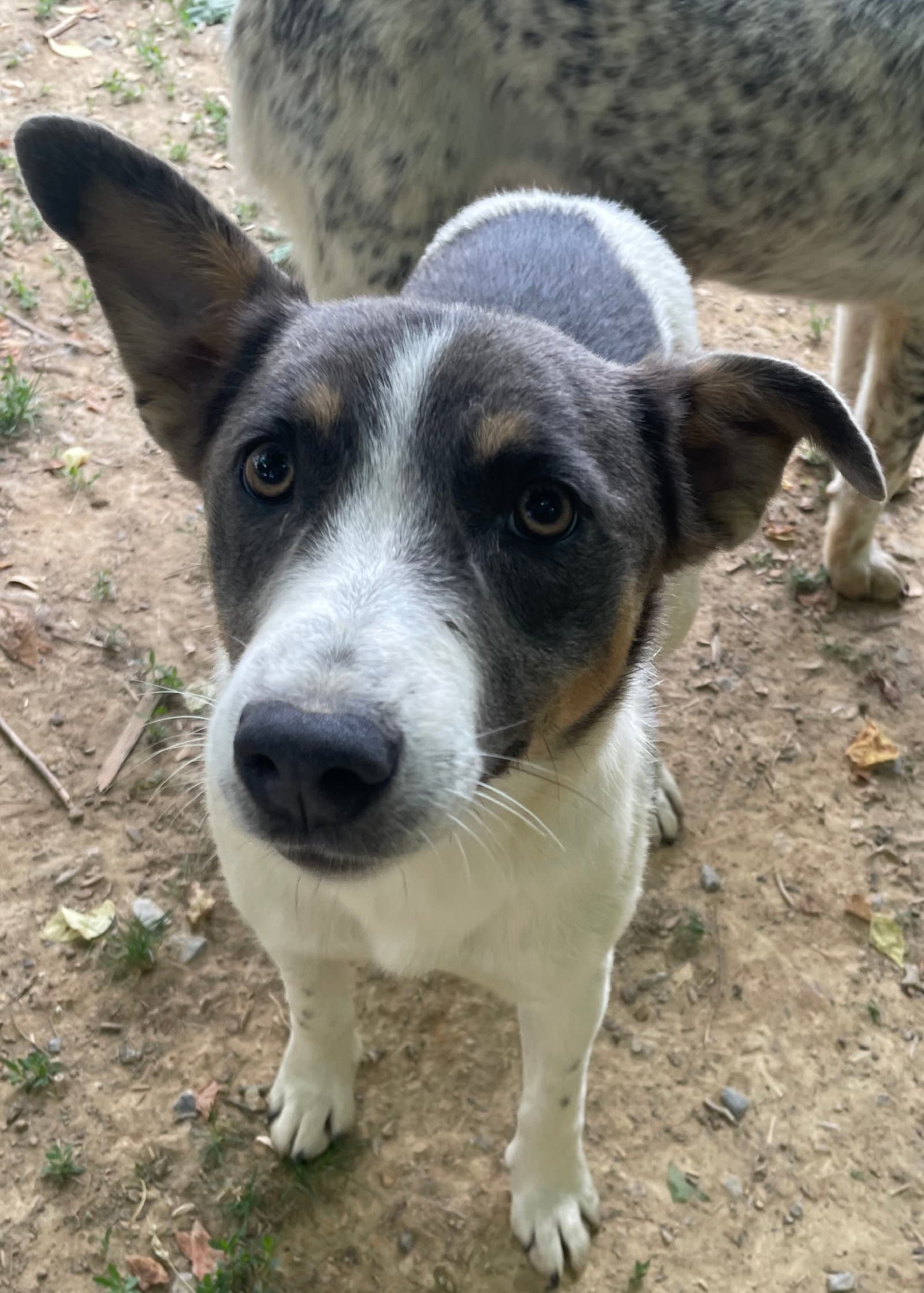 Faye - Cattle Dog
