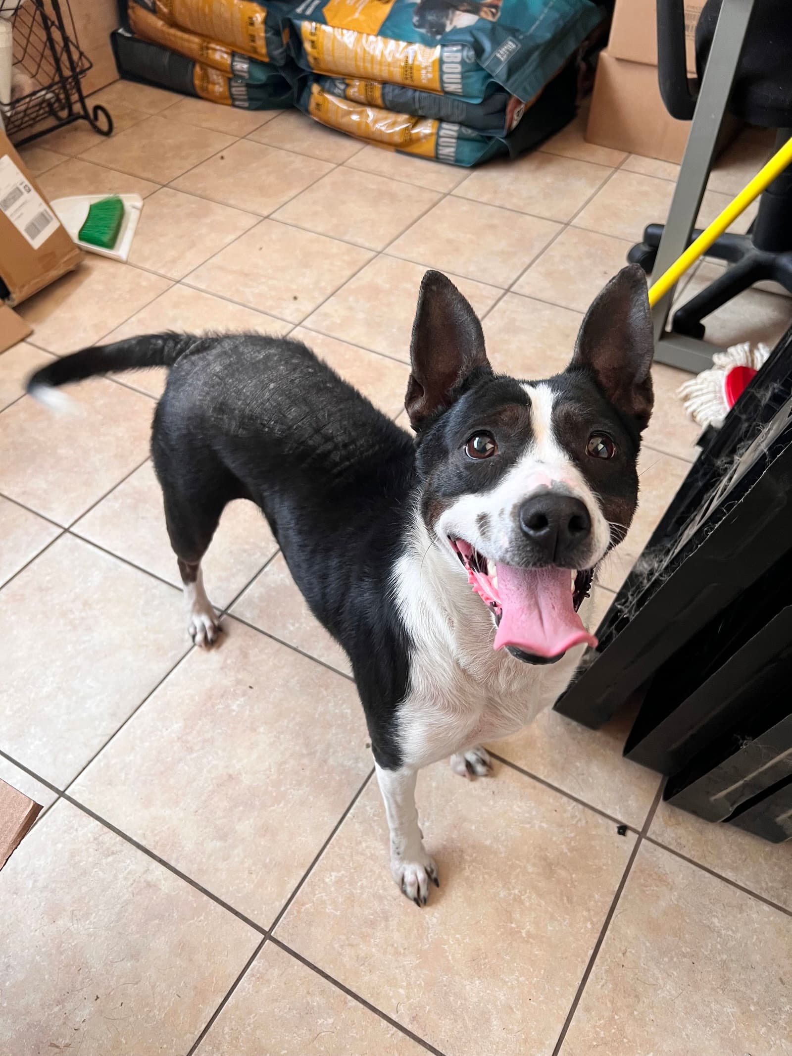 Kaia - Terrier