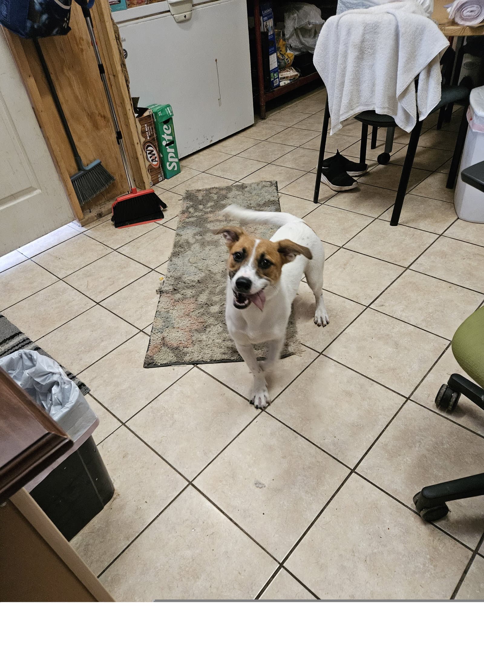 Bitsy - Beagle