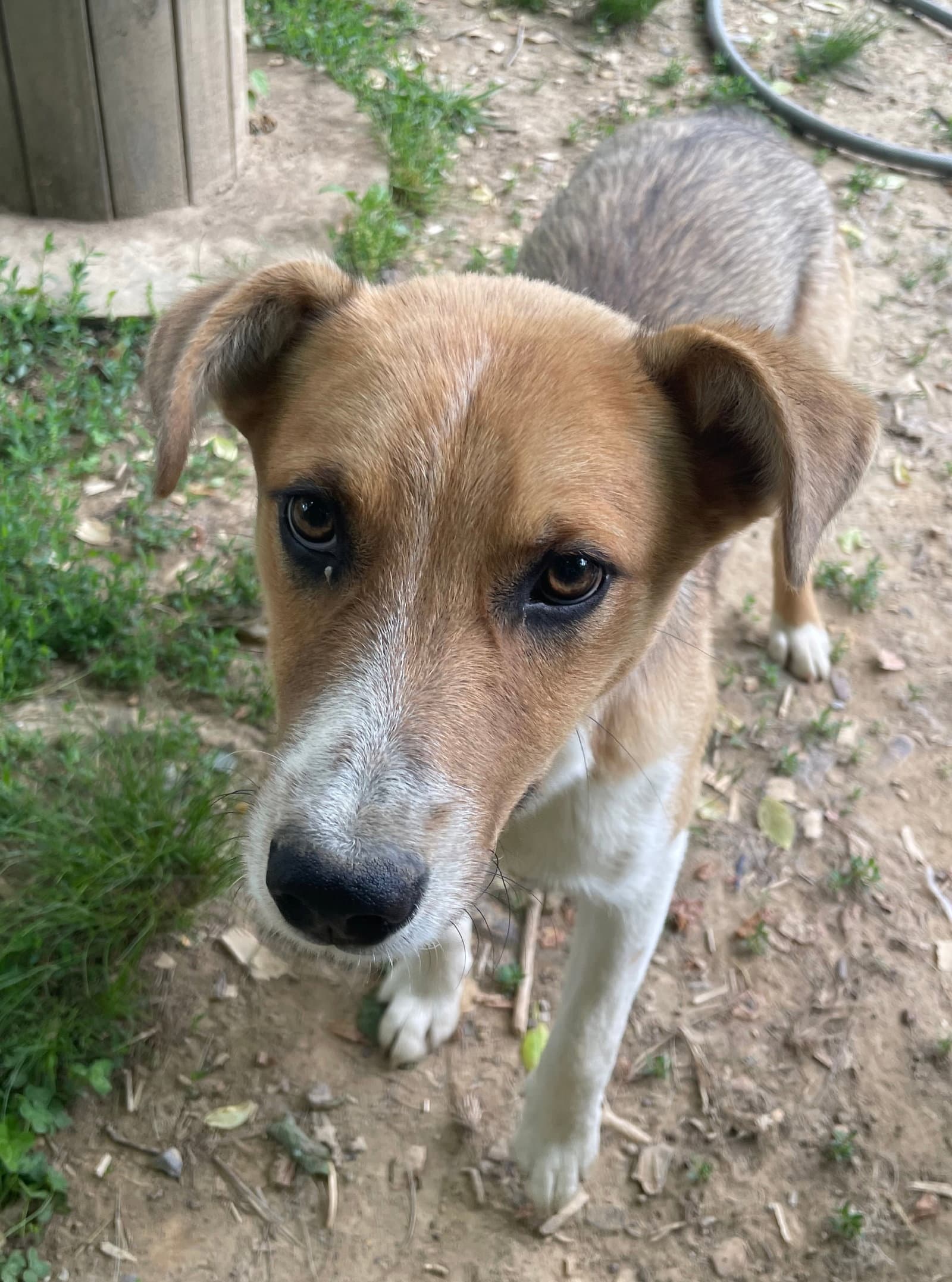 Fritz - Cattle Dog