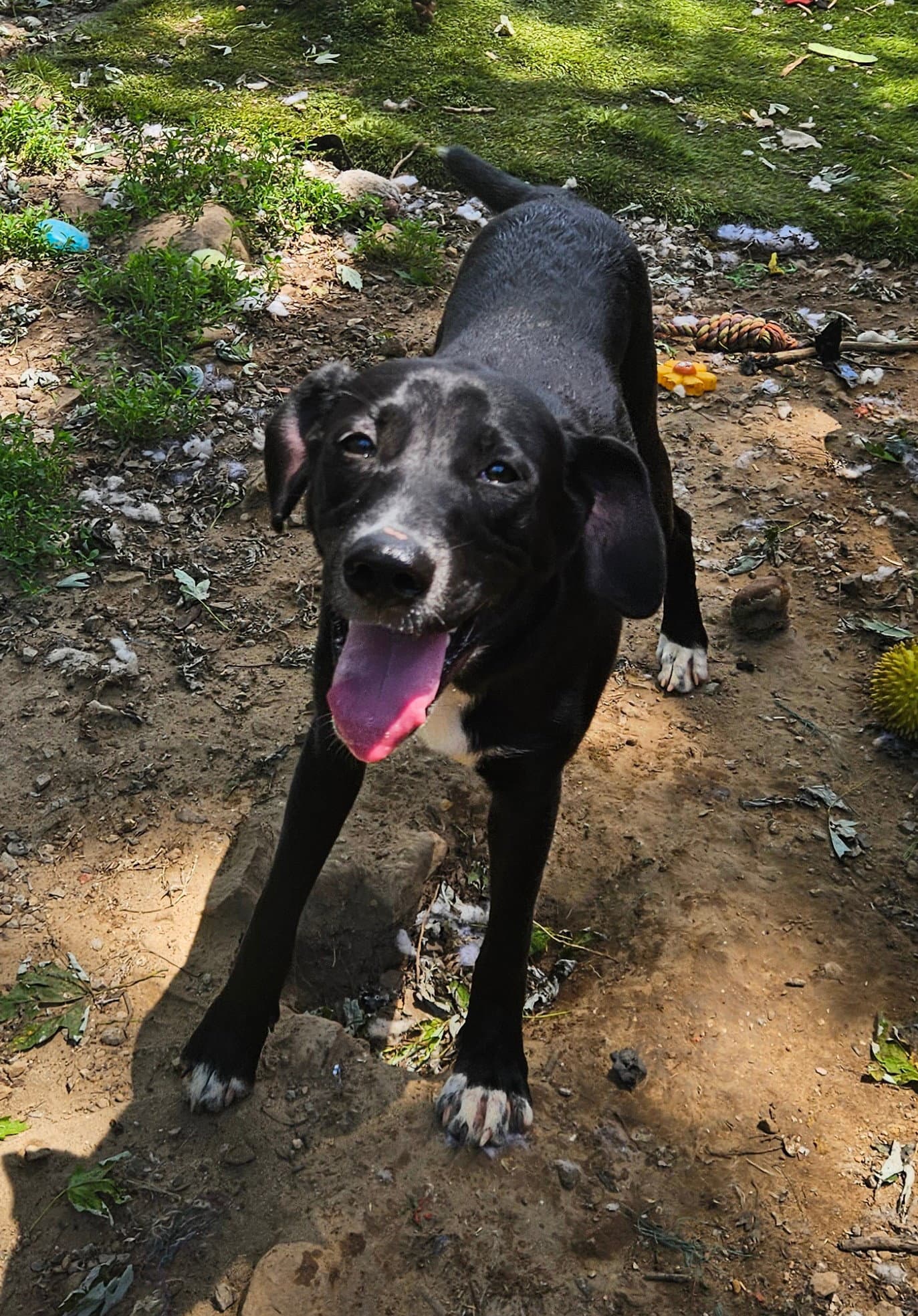 Bowie - Labrador Retriever