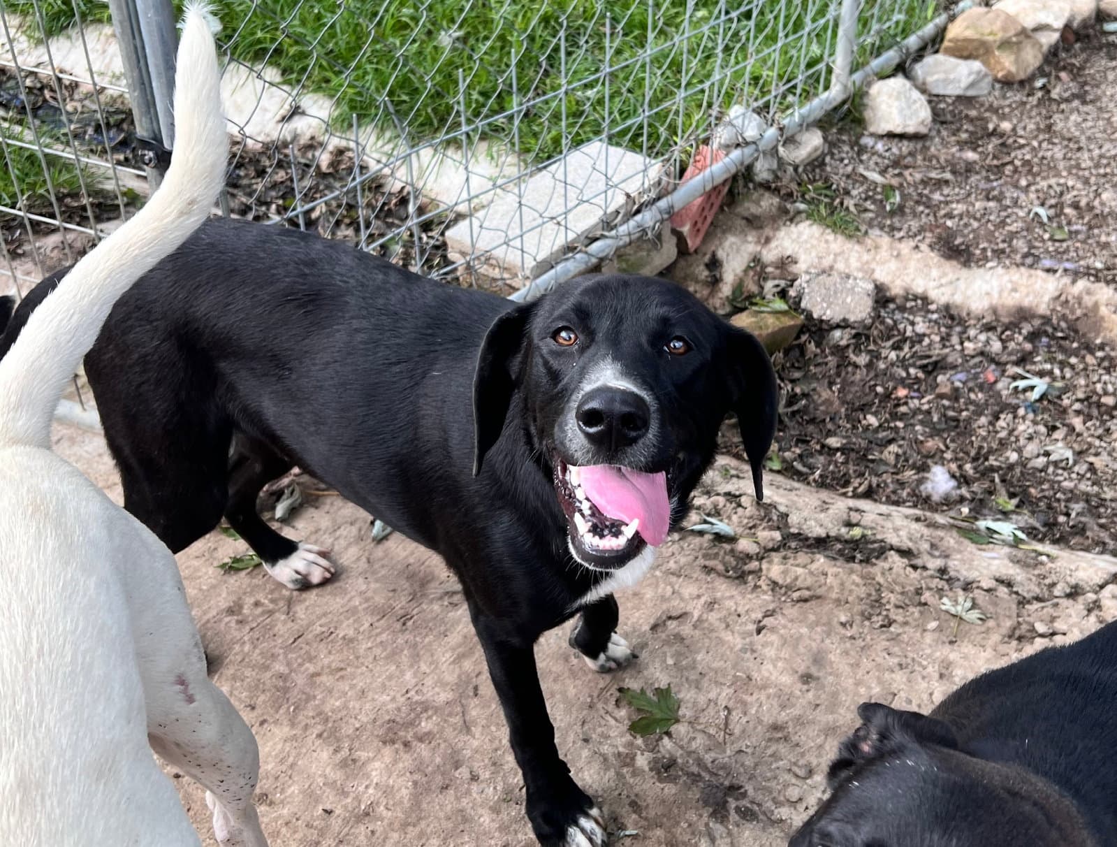 Bowie - Labrador Retriever