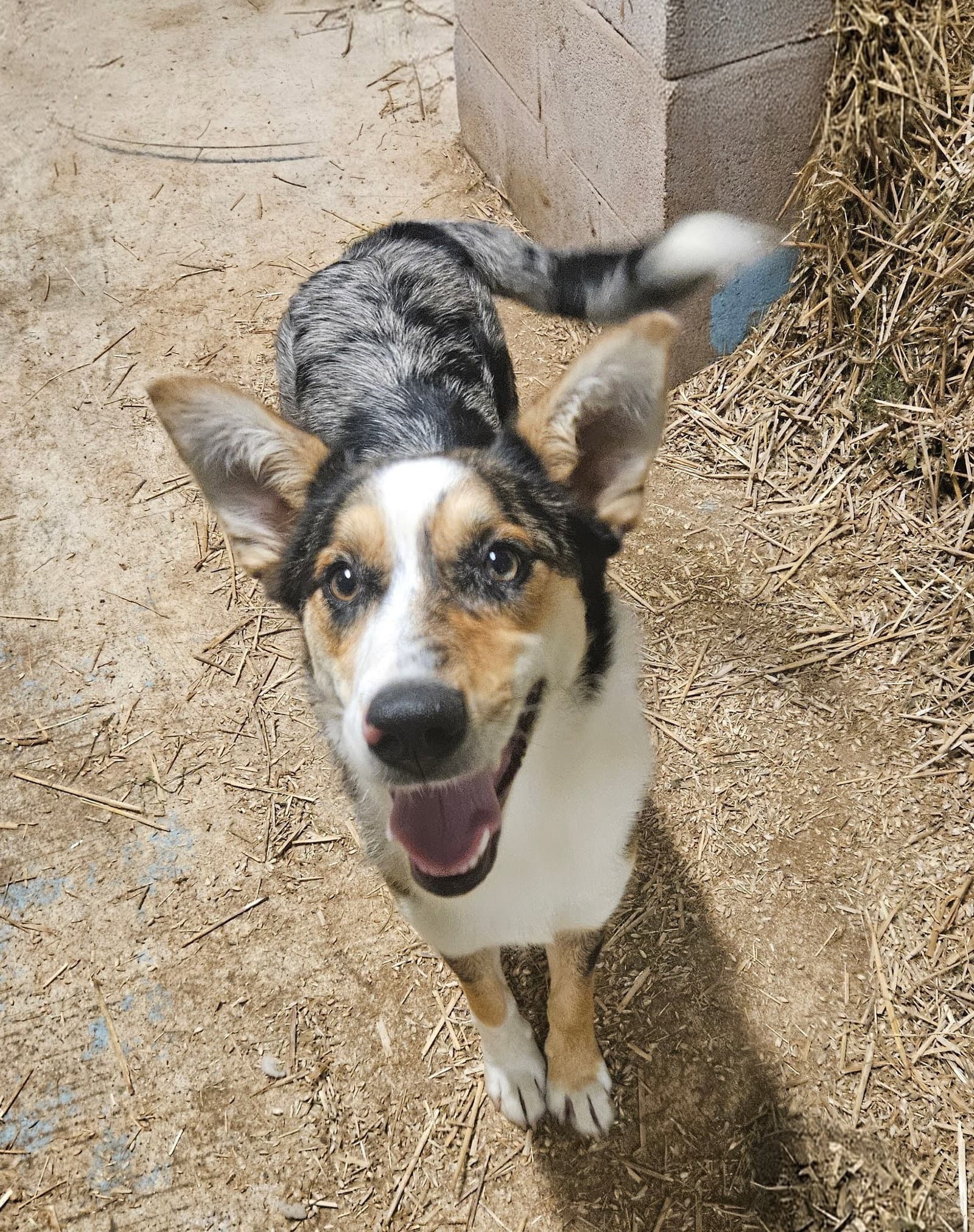 Tracy - Australian Cattle Dog/Blue Heeler