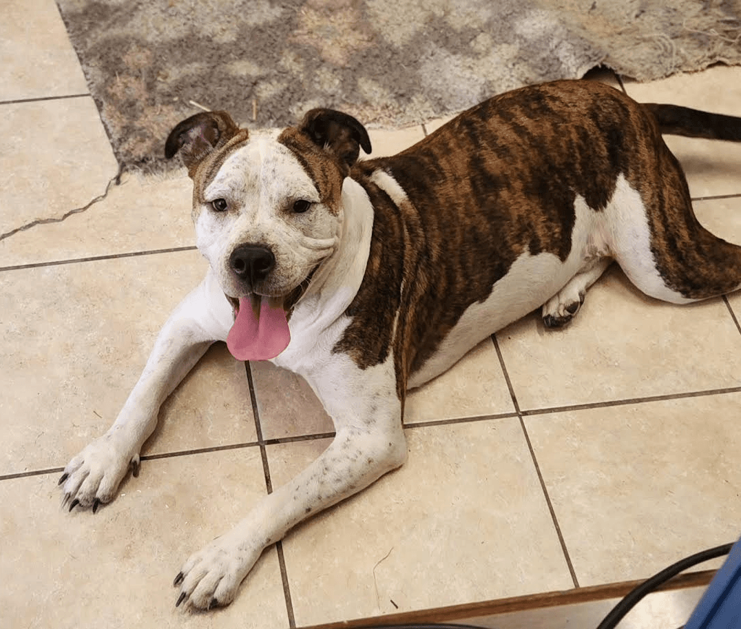 Sarge - American Bulldog