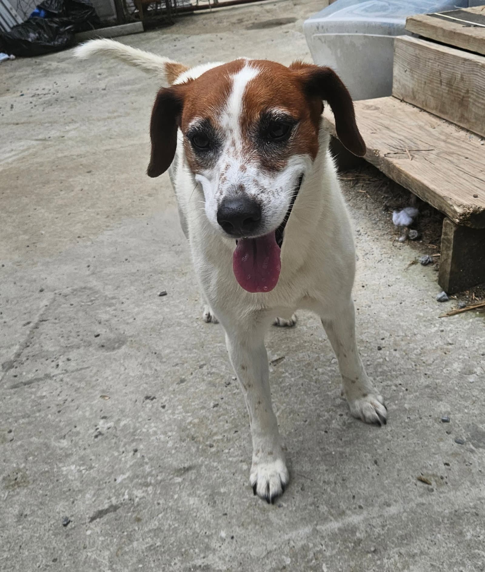 Heidi - Hound