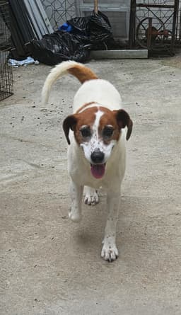 Heidi image 2
