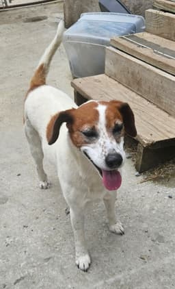 Heidi image 3