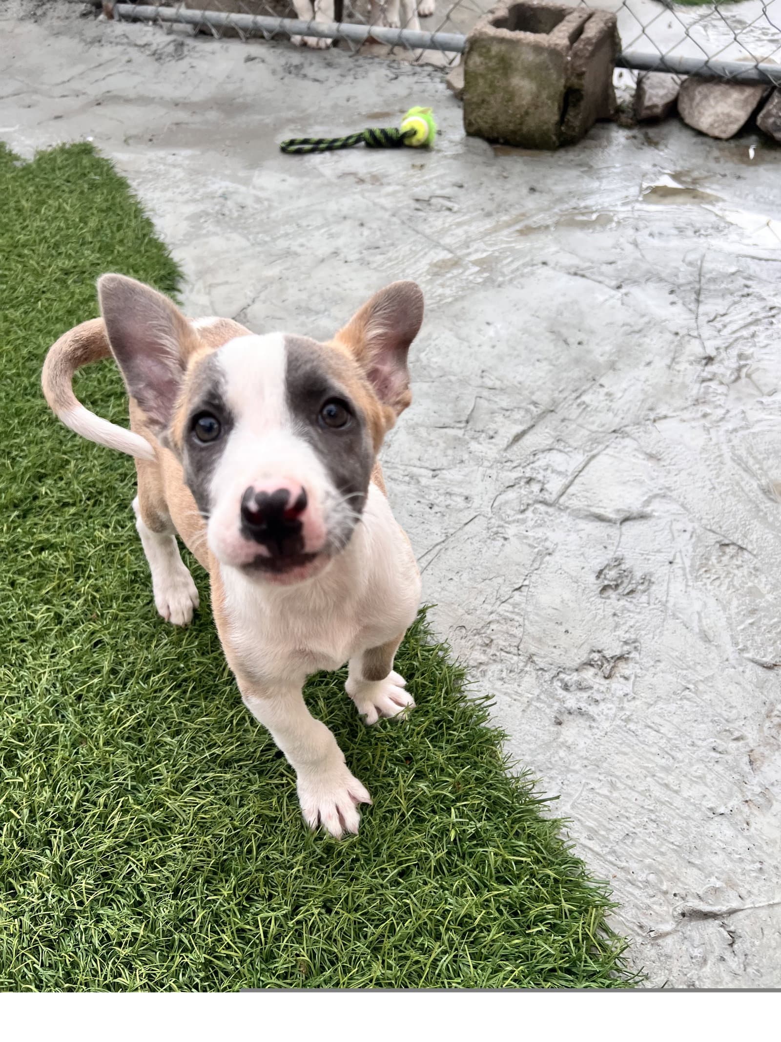 Fox - Terrier