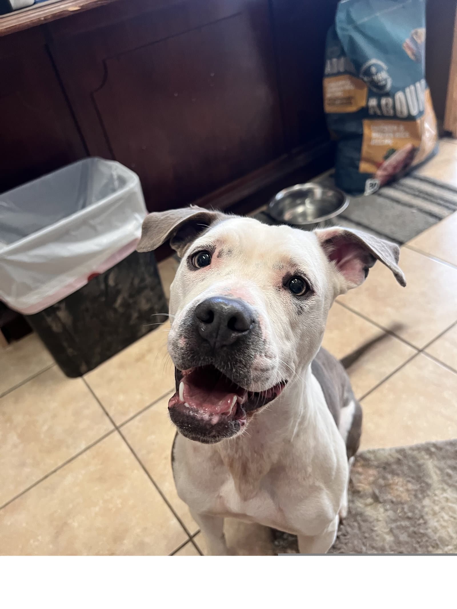 Angel - Pit Bull Terrier
