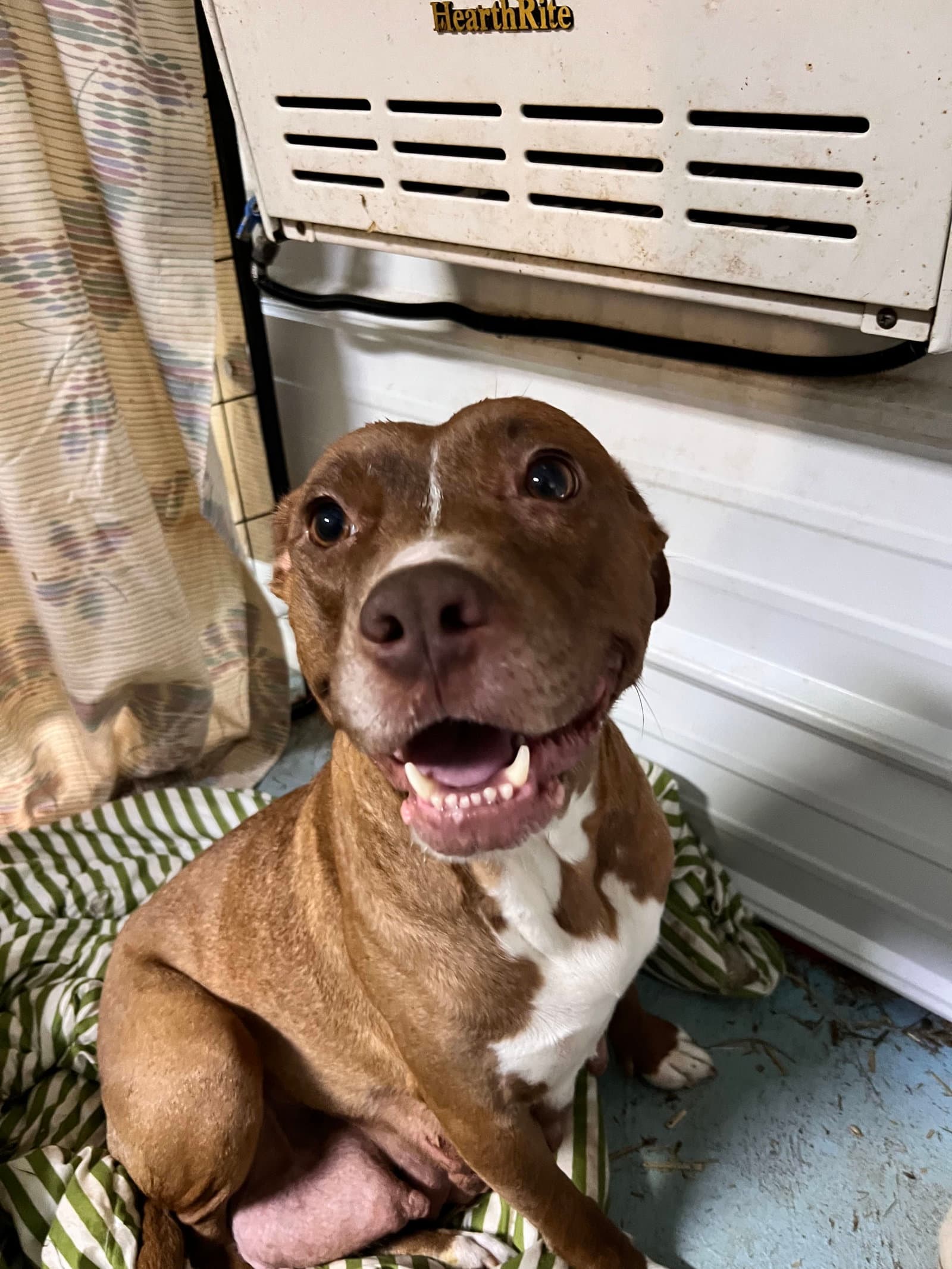 Chloe - Staffordshire Bull Terrier