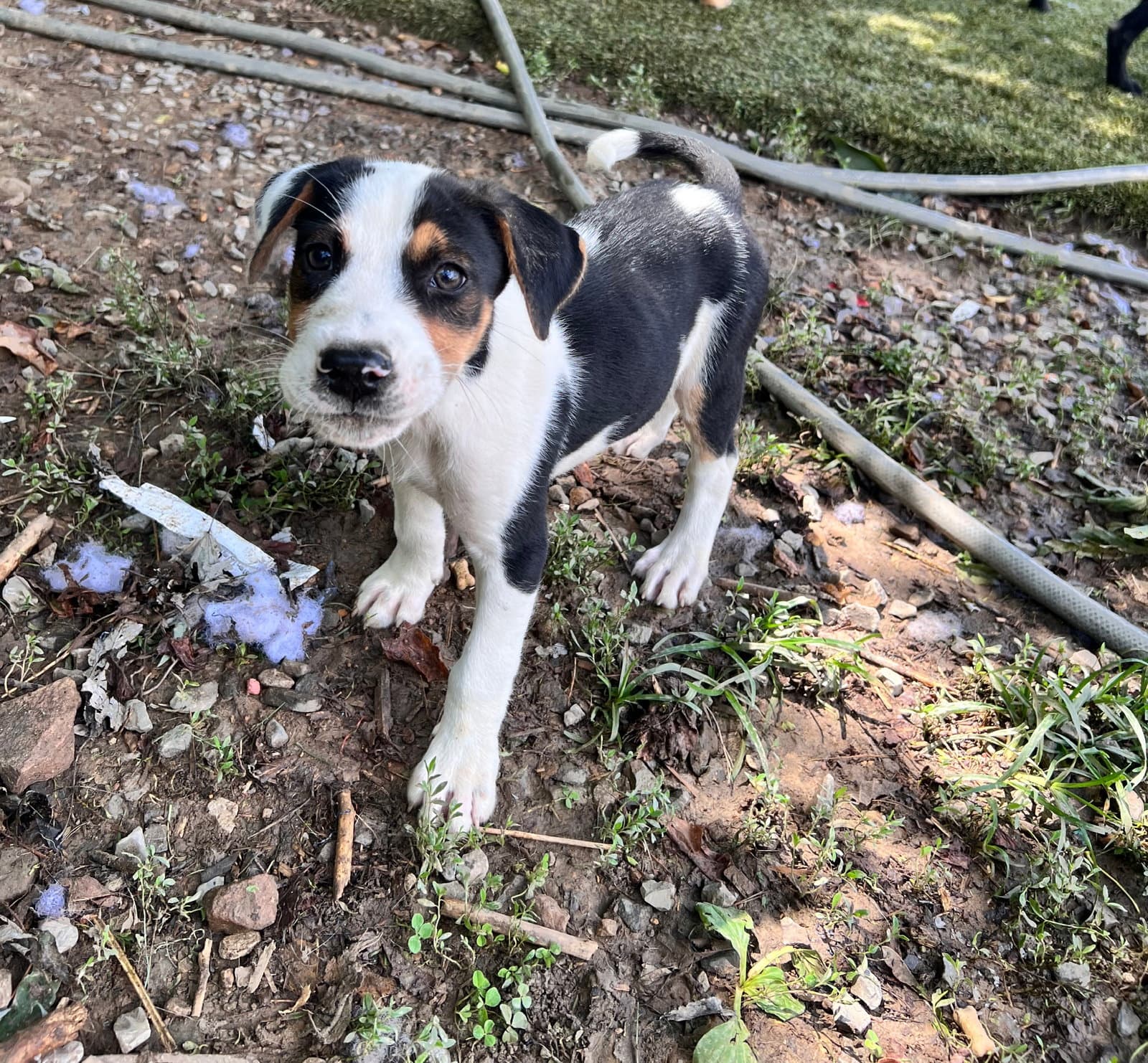 Oliver - Hound