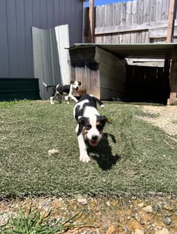 Oliver image 2