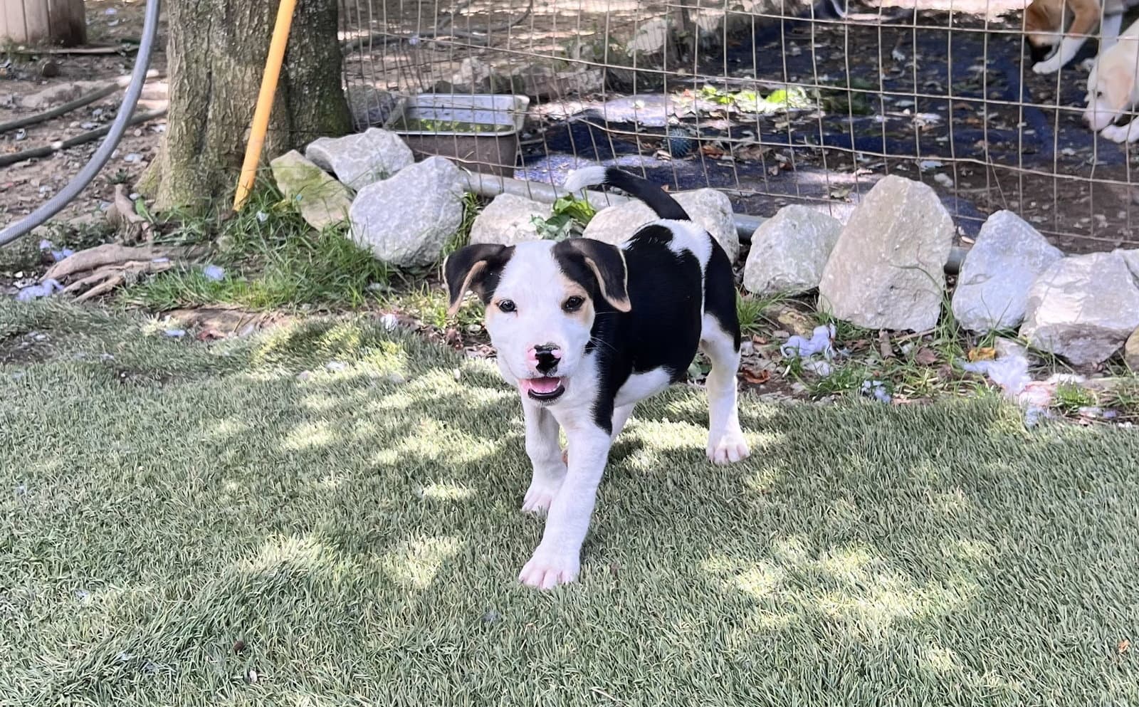 Otis - Hound