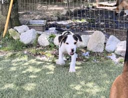 Otis image 2