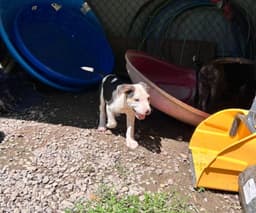 Otis image 3