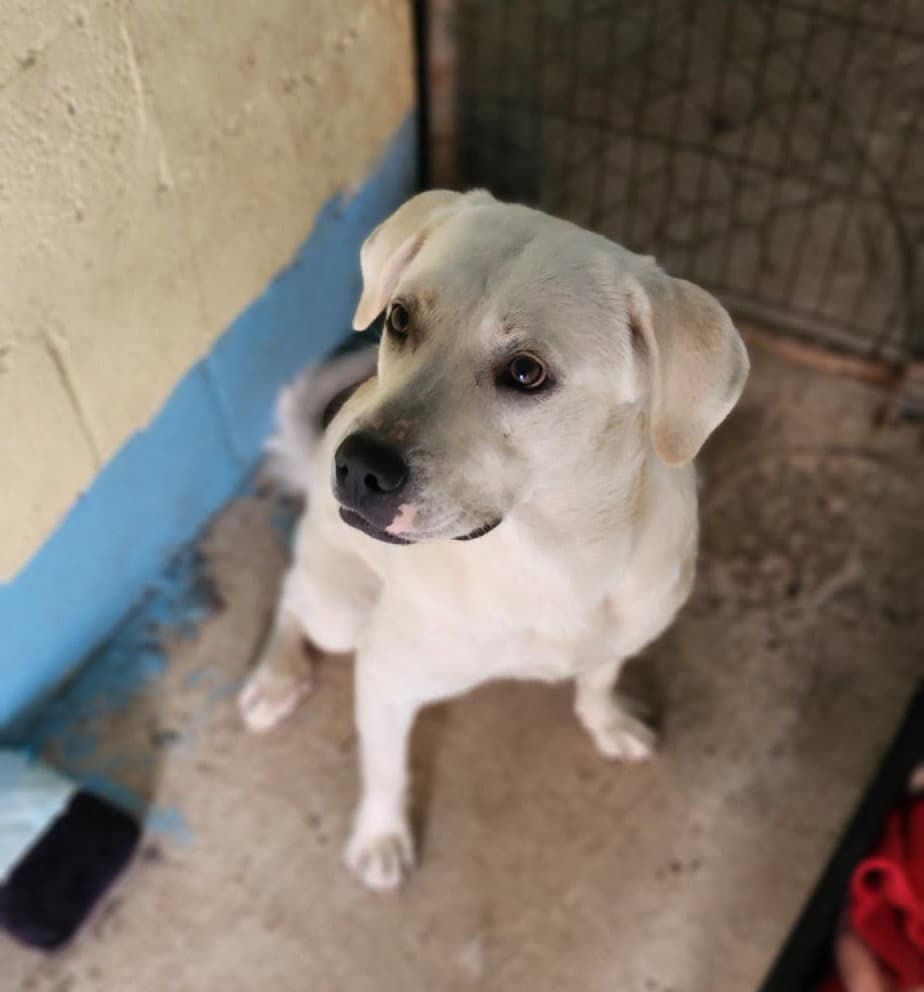 Snow - Labrador Retriever