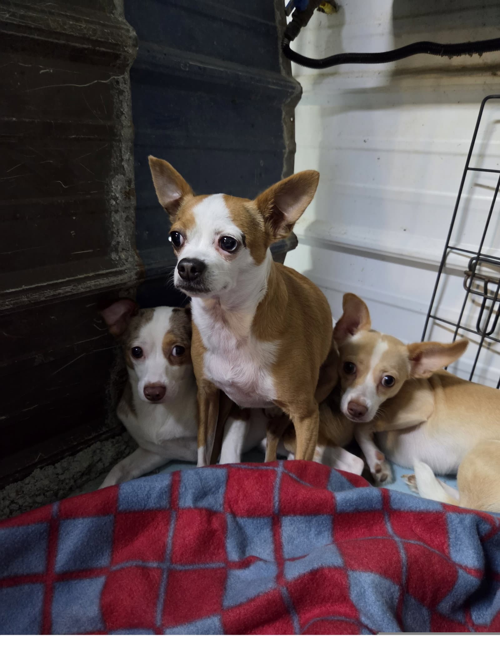 Tiny - Chihuahua