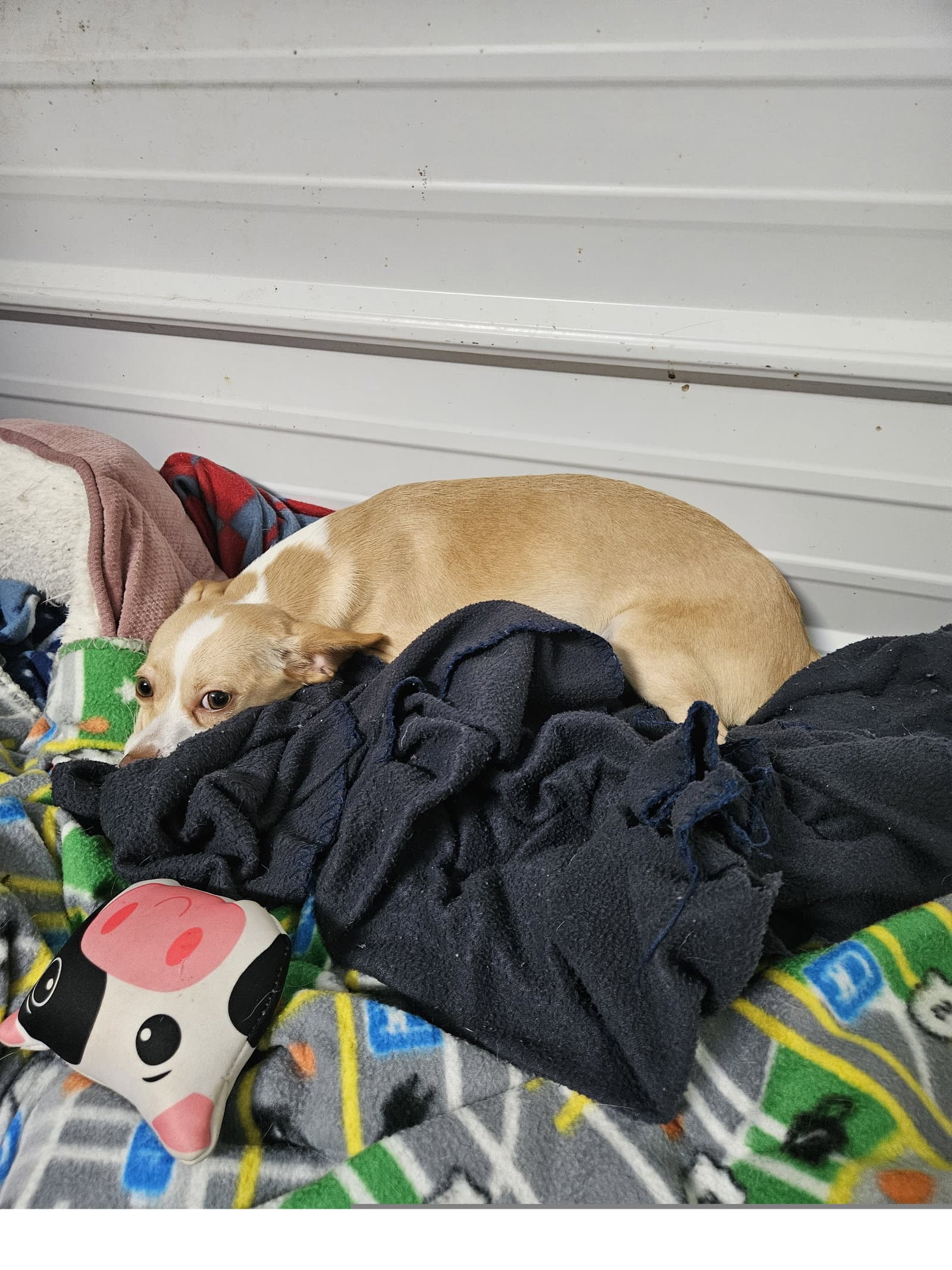 Ben - Chihuahua
