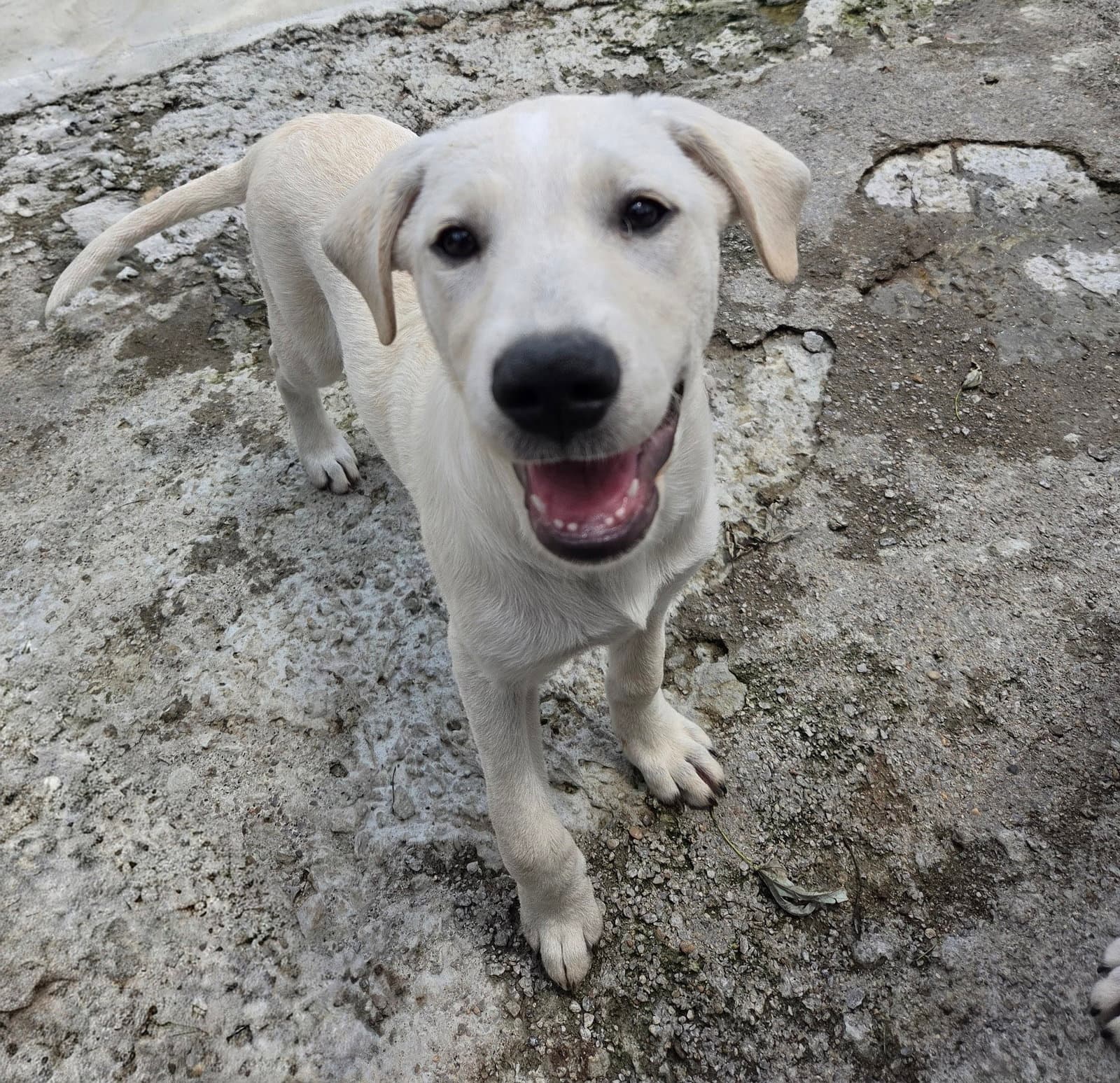 Ivory - Labrador Retriever